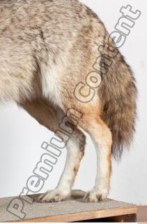 Wolf leg photo reference 0003